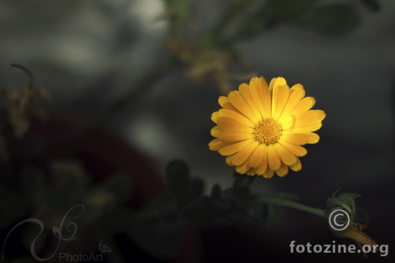 Cvjetak u samoći