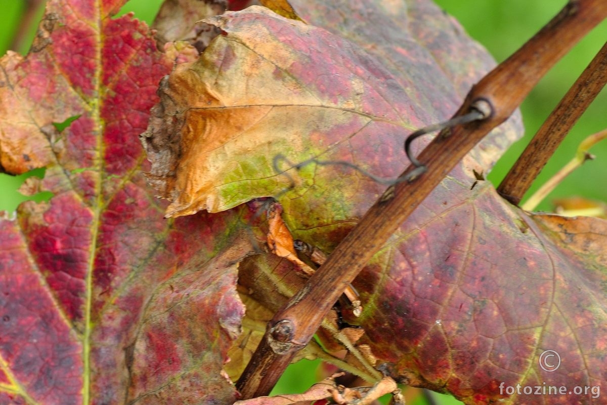 Jesen u vinogradu