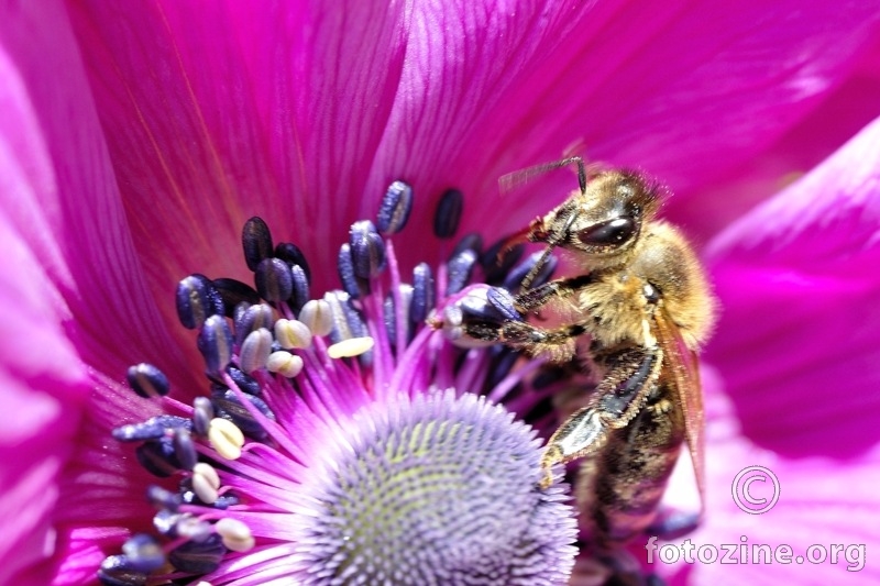 Sakupljačica polena