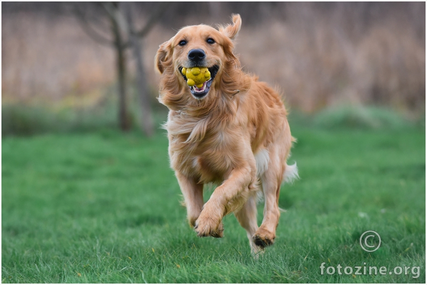 Astor the dog