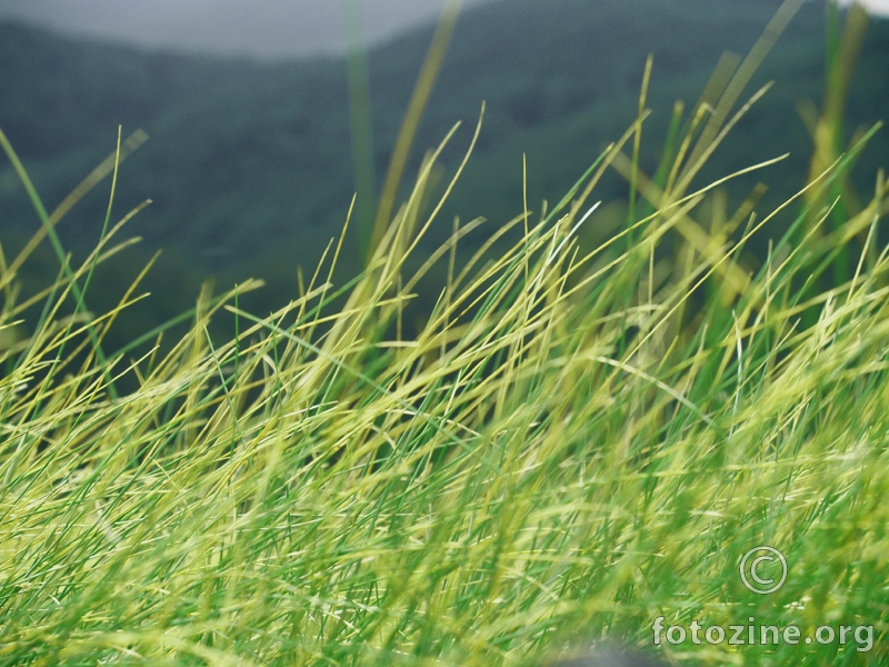 Simply mountain grass photo
