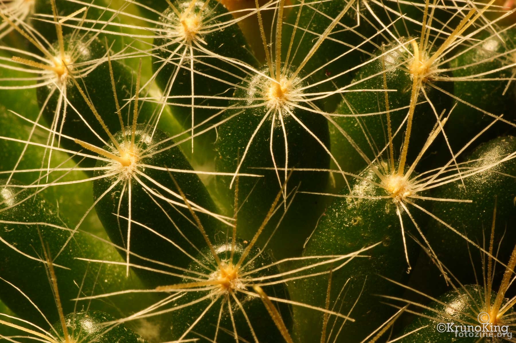 Kaktusić