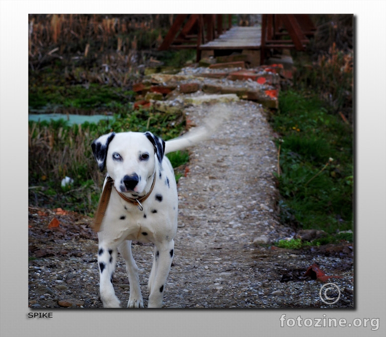 dalmatian dog with the blue eye