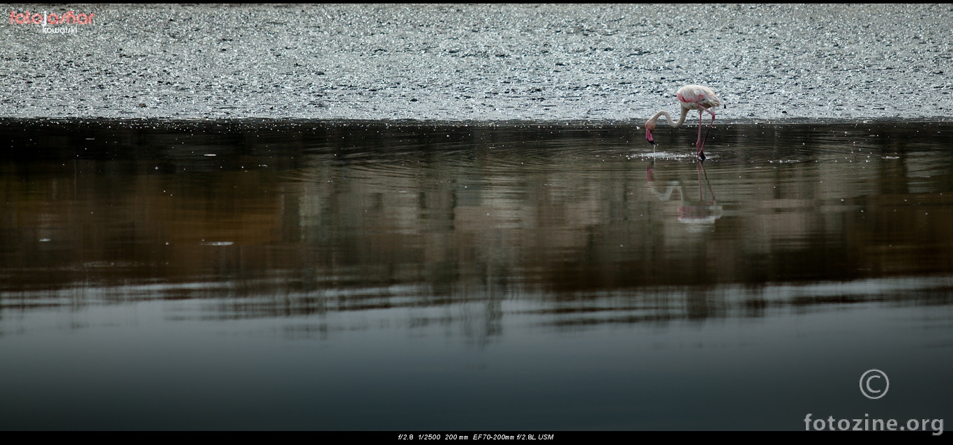 veliki flamingo 2