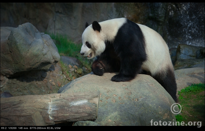 dzinovski panda u akciji