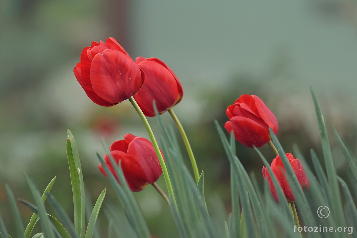 Crveni tulipani