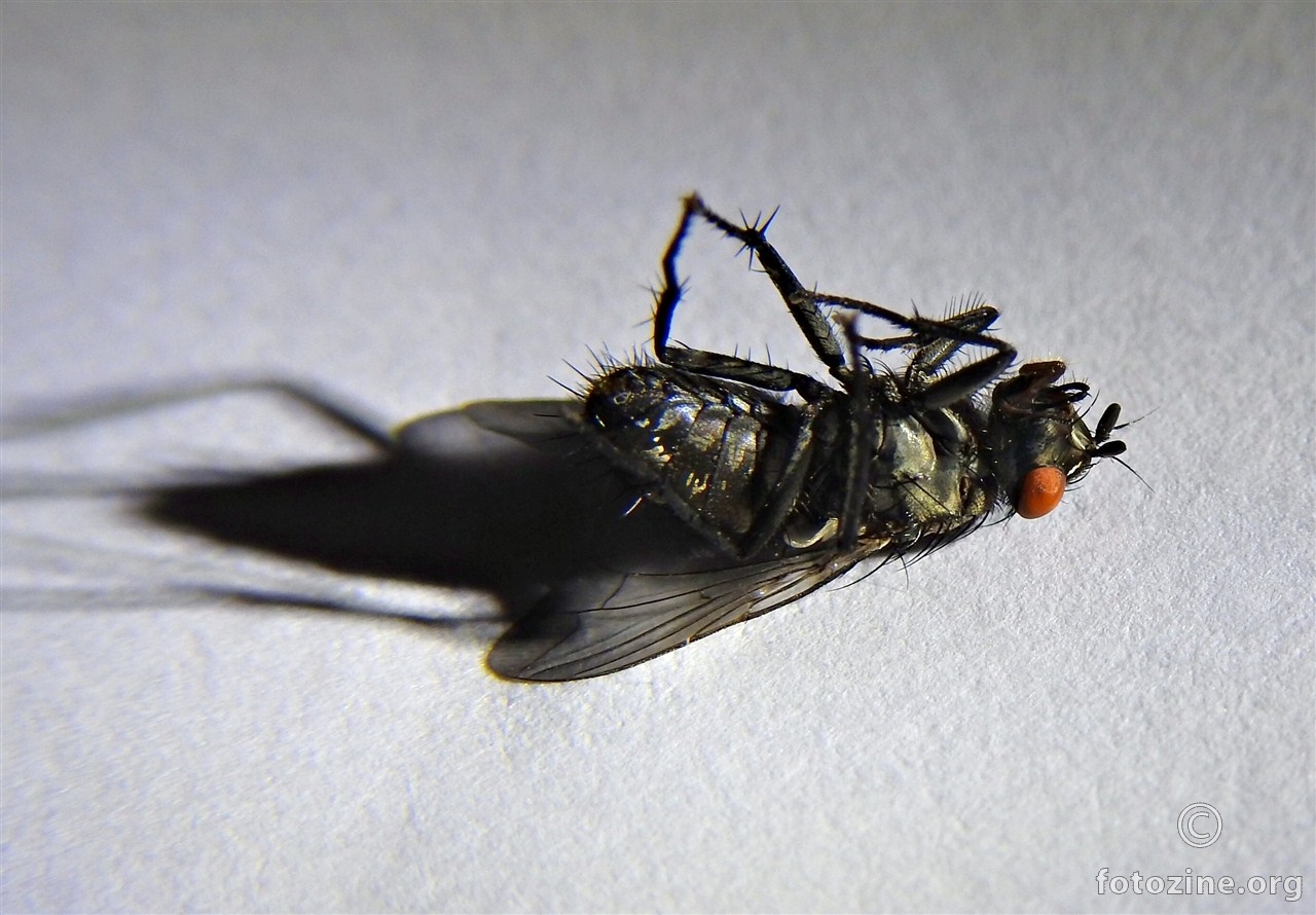 gadljivi makro obične krepane muhe