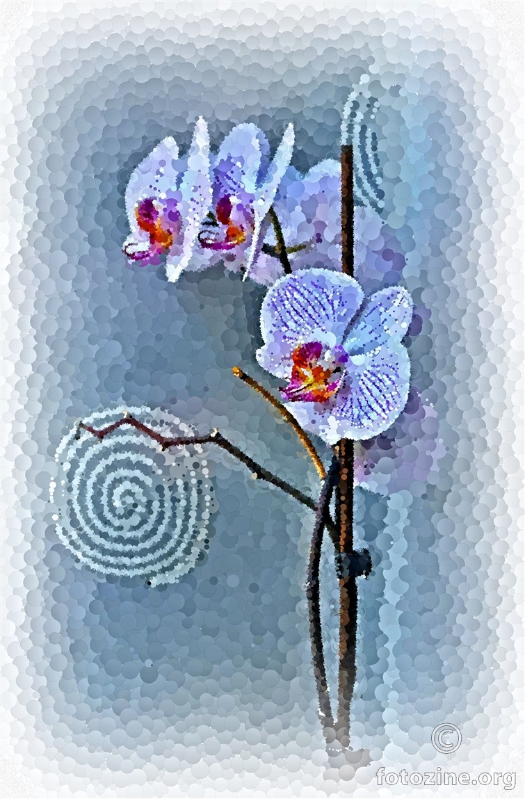 susjedina orhideja, na moj način