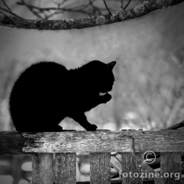 "crni mačak Poe"