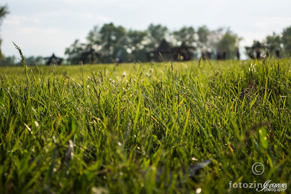 green grass of home