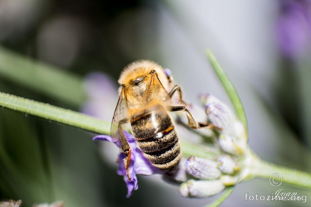 Pčela i lavanda vole se javno