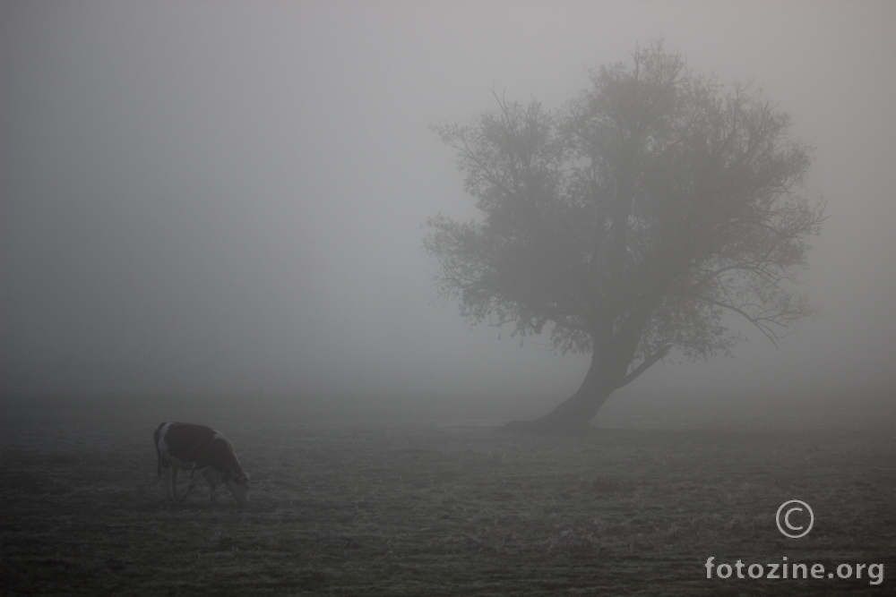 Nedjeljno jutro