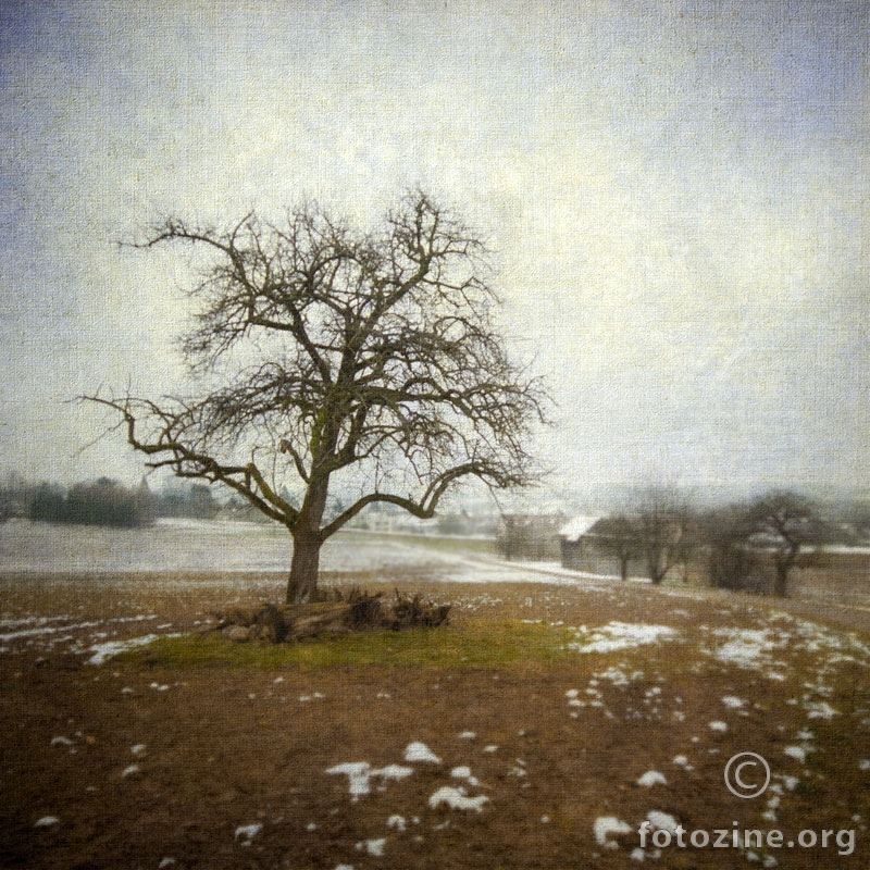 Usamljeno drvo