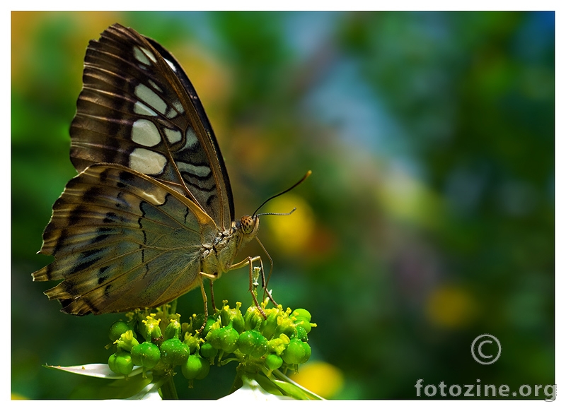 Butterfly aquarel