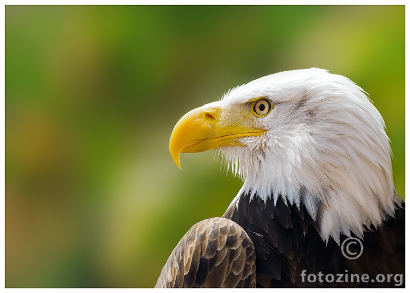 Bald eagle 2