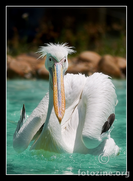 Pelican with attitude!