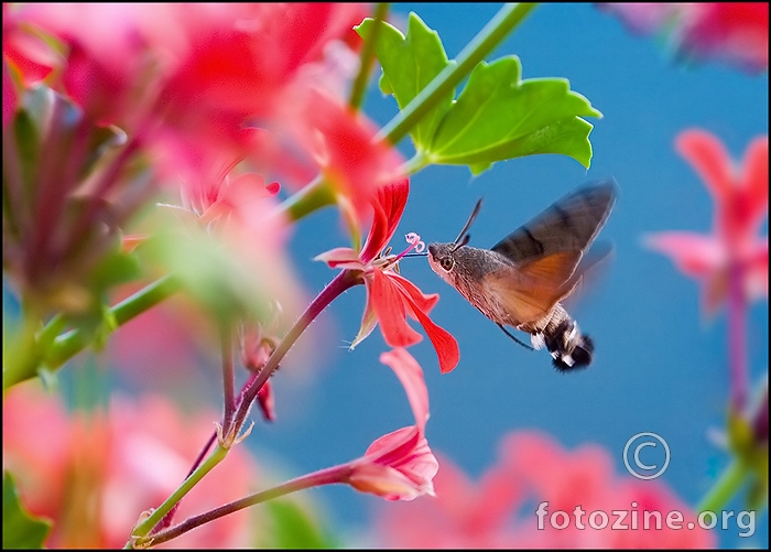 imitator kolibrija u rajskome vrtu