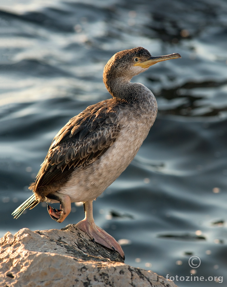 Morski vranac (Phalacrocorax aristotelis)