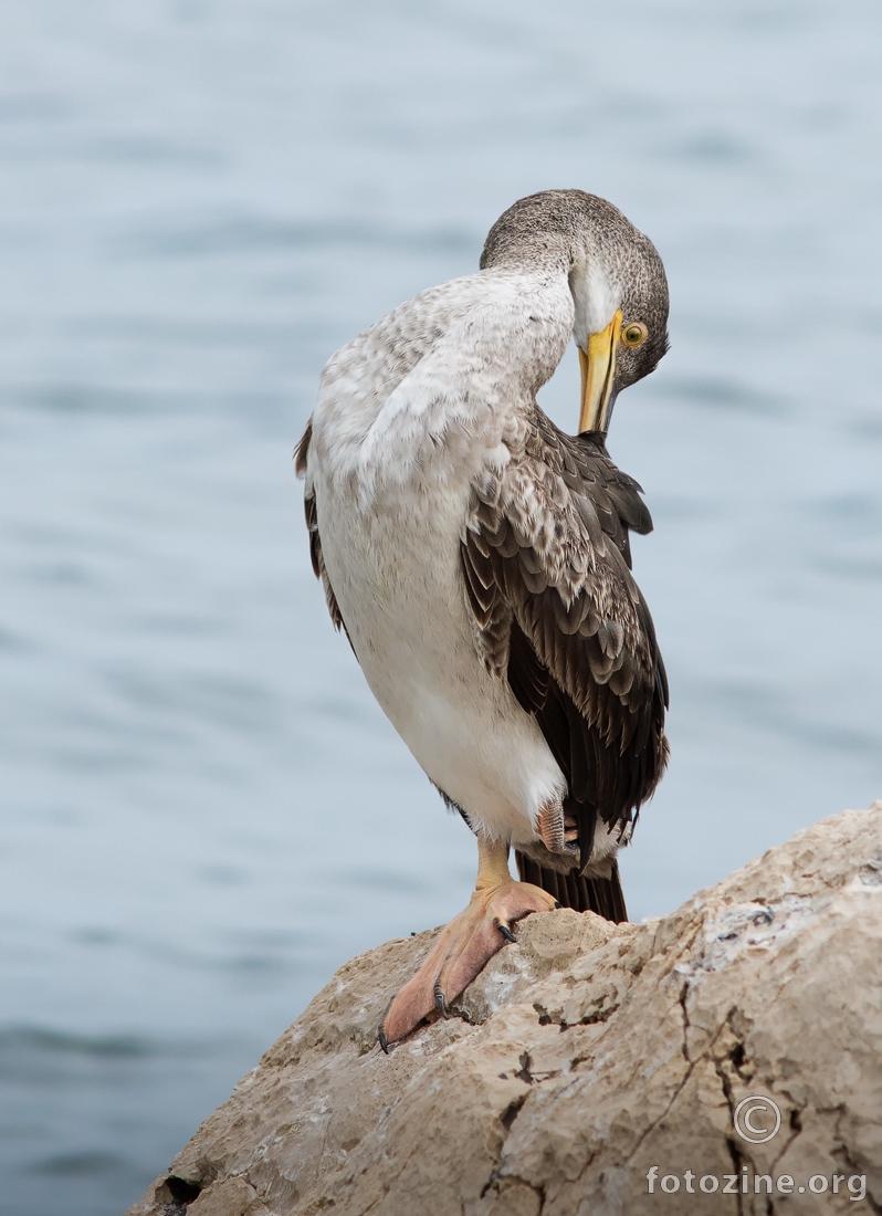Morski vranac (Phalacrocorax aristotelis)