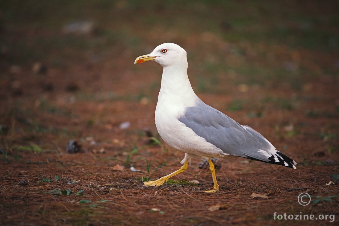 Galeb klaukavac ( Larus cachinnans )