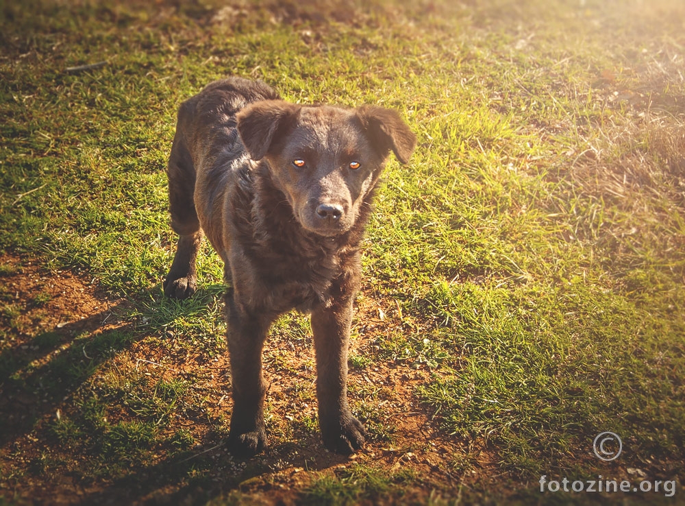 Mali istarski čuvar