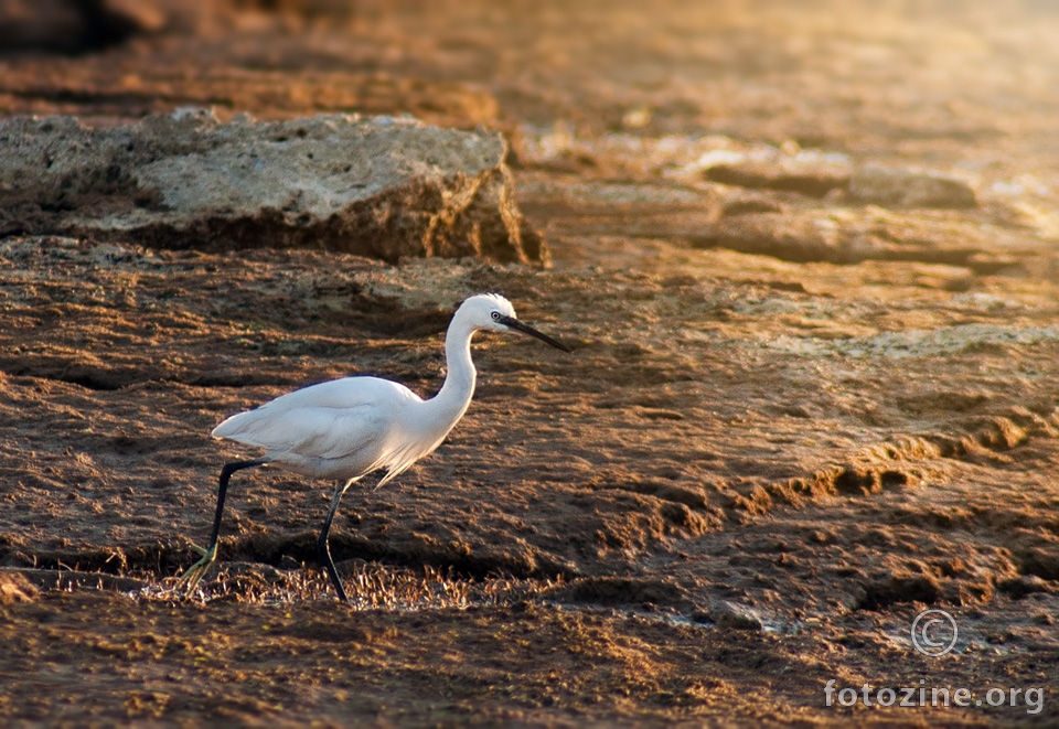 Mala bijela čaplja (Egretta garzetta)