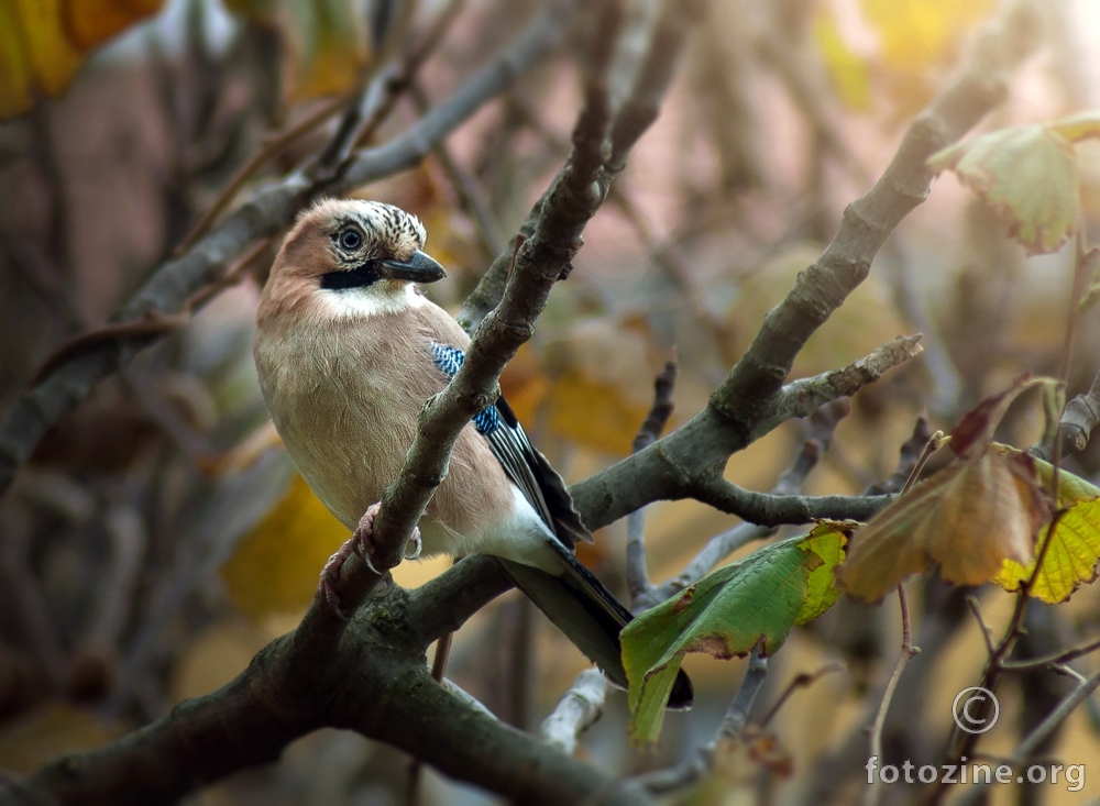 Šojka (Garrulus glandarius)