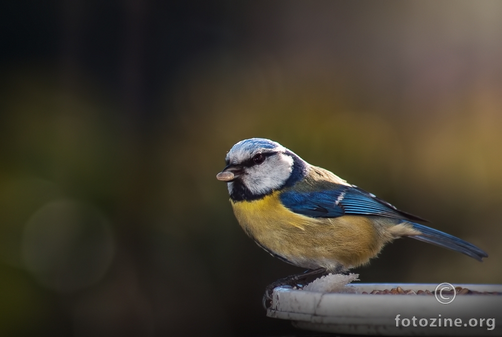 Plavetna sjenica (Parus caeruleus)