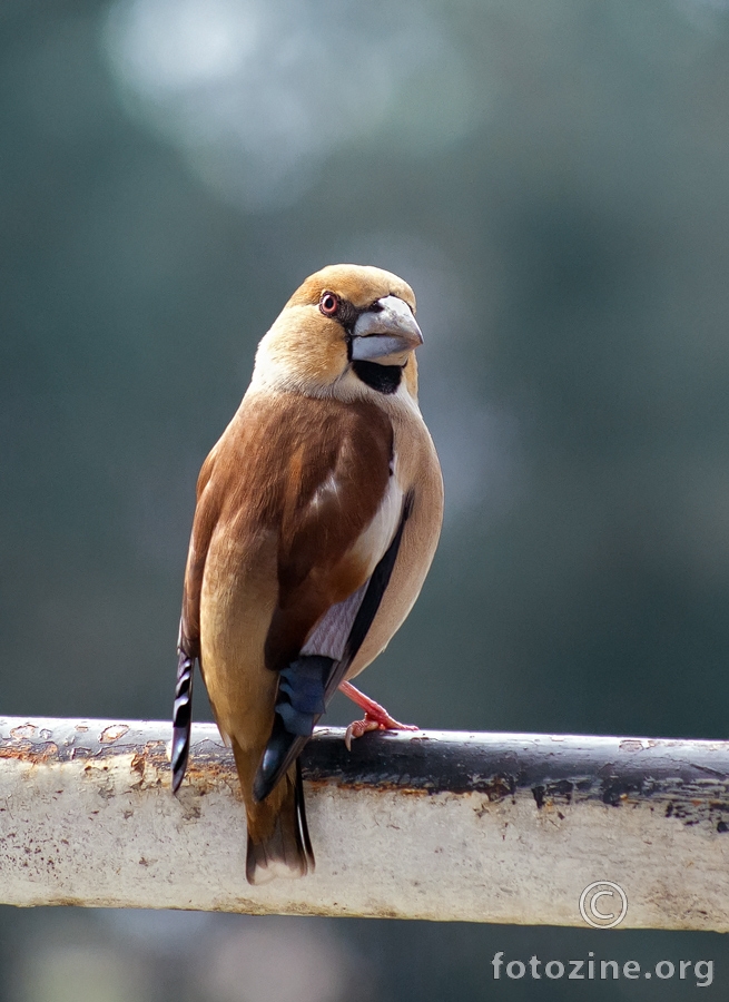 Batokljun (Coccothraustes coccothraustes)