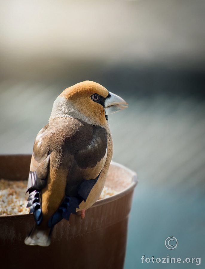 Batokljun (Coccothraustes coccothraustes)