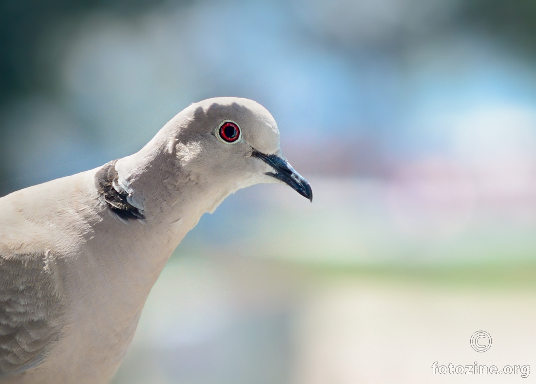 Gugutka (Streptopelia decaocto)