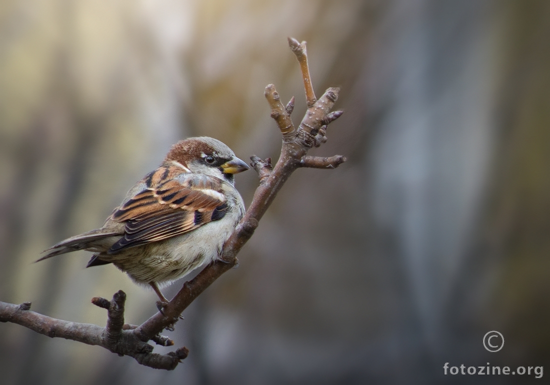 Obični vrabac (Passer domesticus)