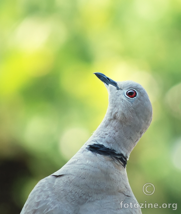 Gugutka (Streptopelia decaocto)