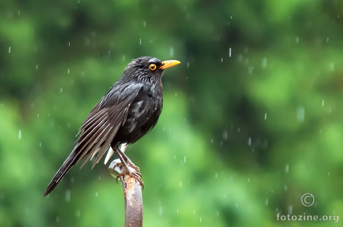 Kos (Turdus merula)