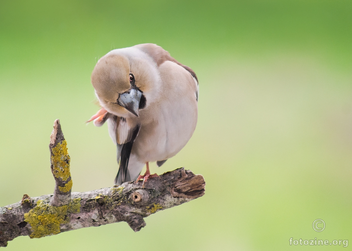 Batokljun (Coccothraustes coccothraustes)
