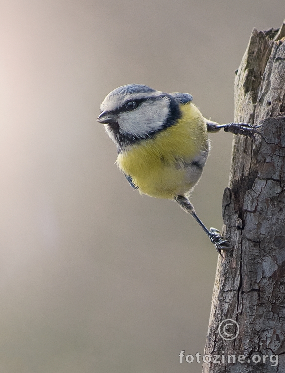 Plavetna sjenica (Parus caeruleus)