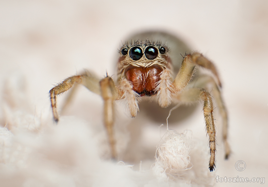  Icius hamatus jumping spider female