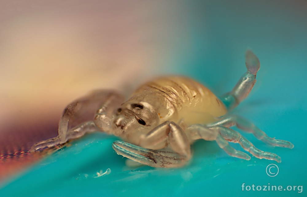 Beba škorpion