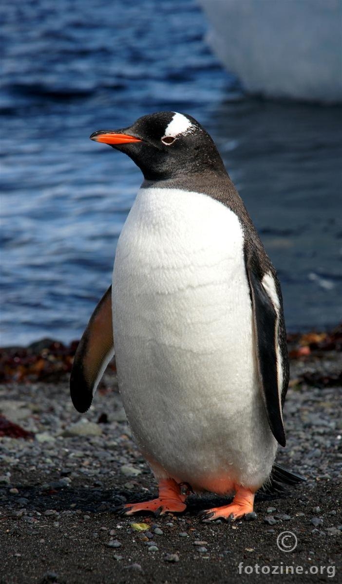 Žutonogi pingvin, Antarktika