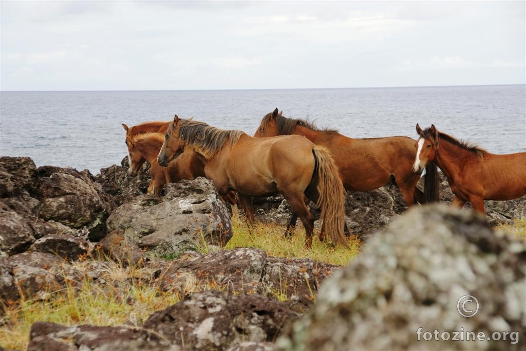 divlji konji uz ocean, J. Pacifik
