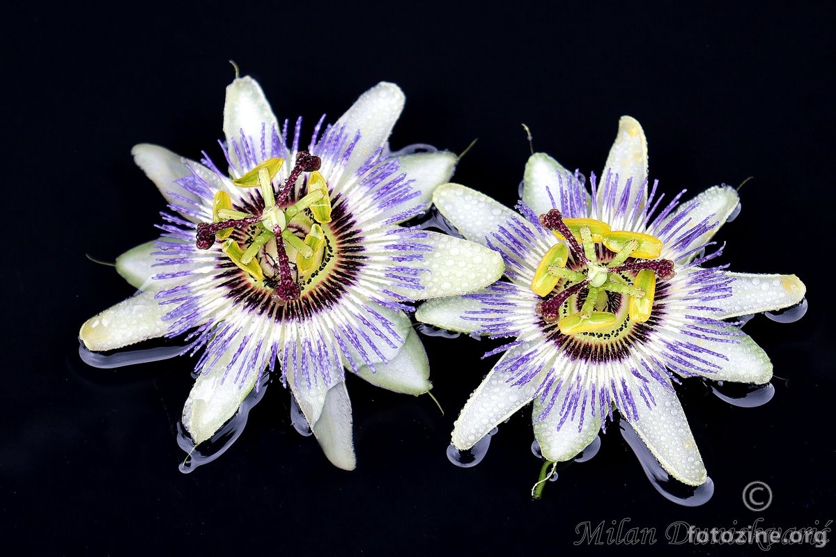 pasiflora ( passiflora)