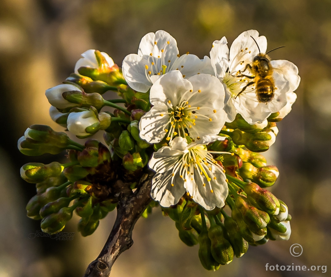 pčela i cvijet
