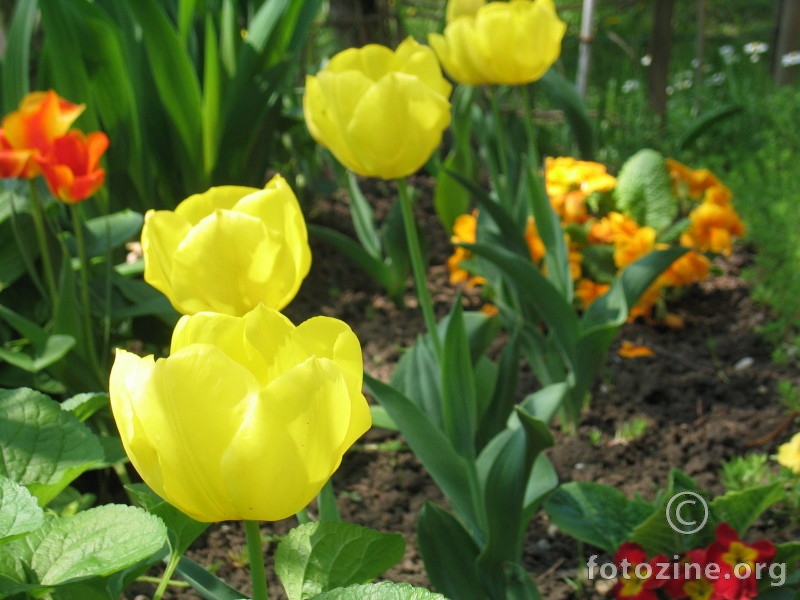 tulipani i proljeće