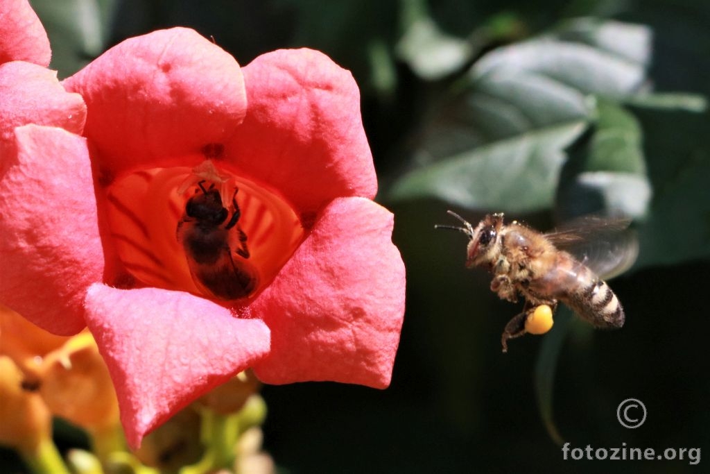 Pčela u letu