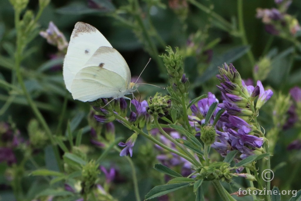 Bijeli leptirić na ljubičastom cvijeću