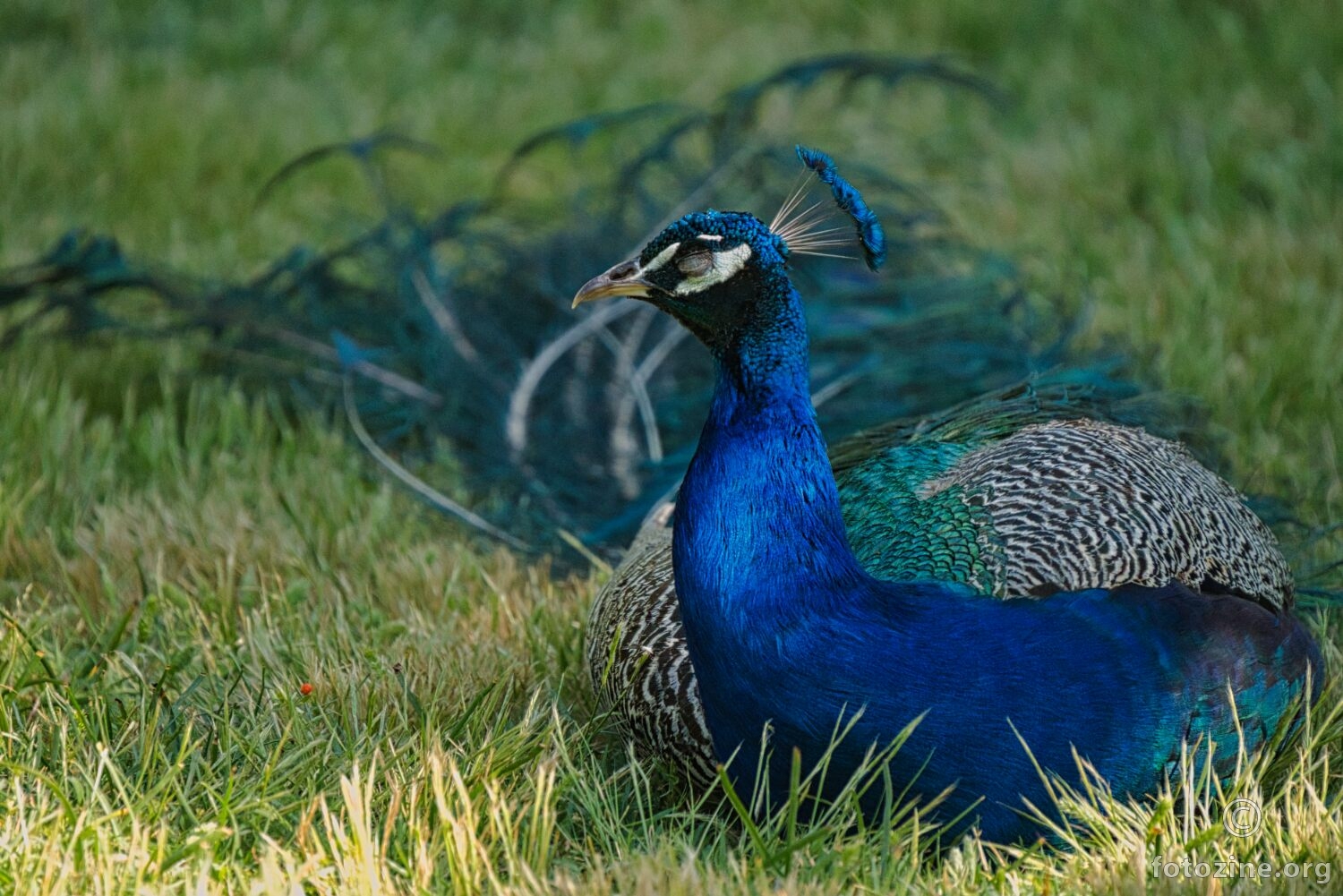 Popodnevni odmor u hladovini