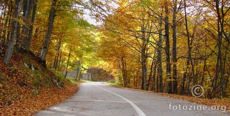 Žuto lišće na cesti spi