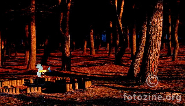 borova šumica