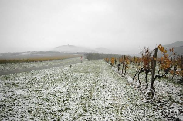 Vineyard