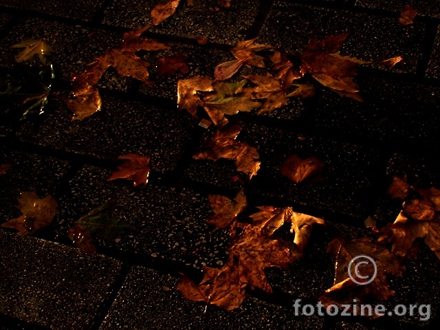 kišno lišće jednog kasnojesenskog popodneva